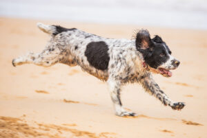 Springer dog running in beach Cornwall