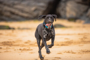 German Pointer black running on nthe beach in Cornwall